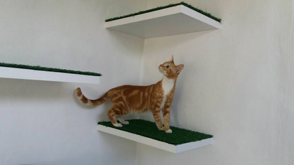 Happy Cat Hotel